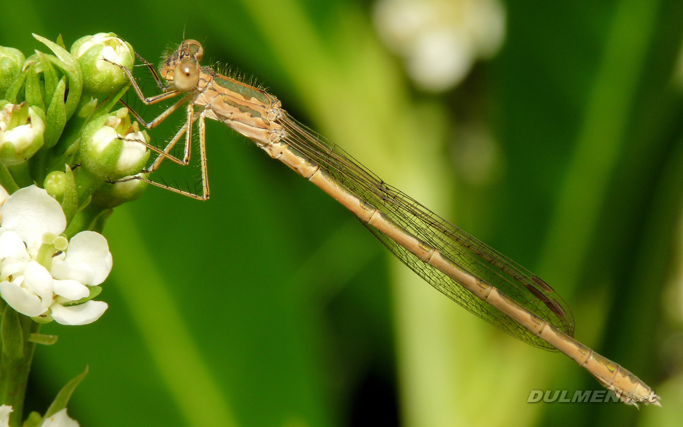 Siberian Winter Damsel (Female, Sympecma paedisca)